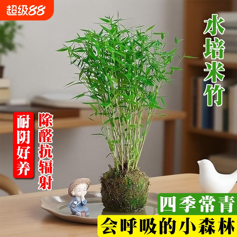 水培米竹苔藓球植物盆景绿植室内吸甲醛水养观赏竹盆栽净化空气
