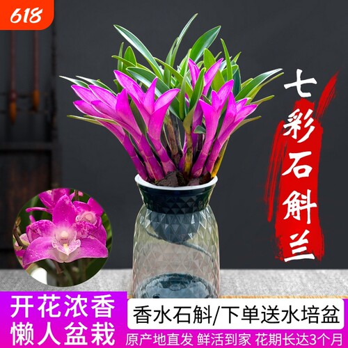 七彩香水石斛兰|超5000次加购