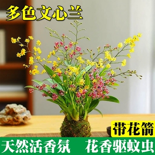文心兰花苗四季 开花带花苞水培苔藓球室内花卉盆栽绿植好养活冬季