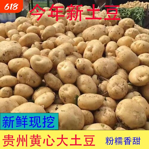 现挖土豆新鲜当季蔬菜
