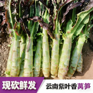 云南莴笋新鲜绿心青笋紫叶时令蔬菜火锅食材绿肉莴苣笋当季香笋