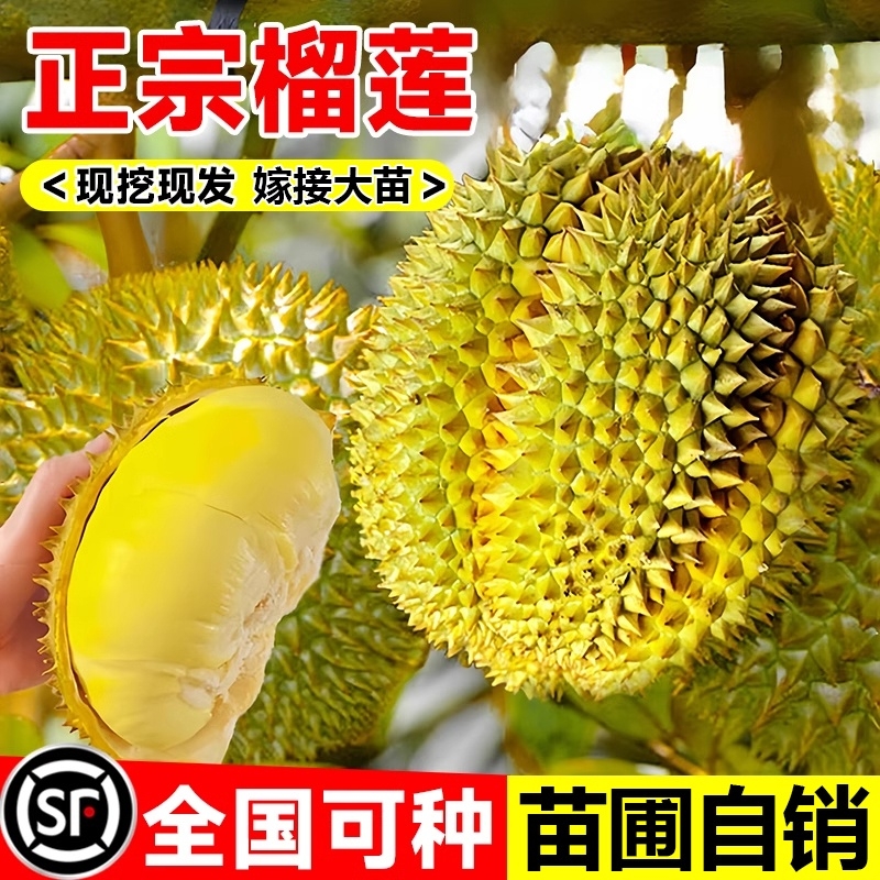 榴莲树果苗种植金枕榴莲广西嫁接