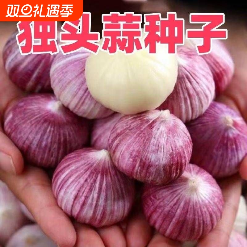 【2025年新种子】独头蒜种子紫皮正宗独头蒜种子促销活动