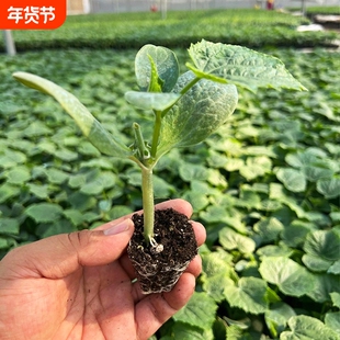 水果黄瓜秋黄瓜种子大全老品种摘不败唐山秋瓜爬地黄瓜家庭种植