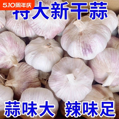 山东金乡正宗紫皮白皮干大蒜头新鲜干蒜农家自种大蒜好货