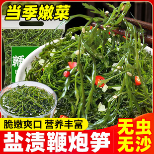 鞭炮笋新鲜海草藻菜海笋马尾藻羊栖菜鞭泡笋盐渍火锅食材凉拌菜