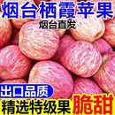 正宗山东烟台红富士苹果新鲜水果应当季 栖霞苹果脆甜多汁