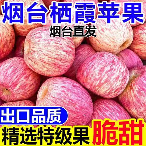 正宗山东烟台红富士苹果新鲜水果应当季栖霞苹果脆甜多汁产地直发