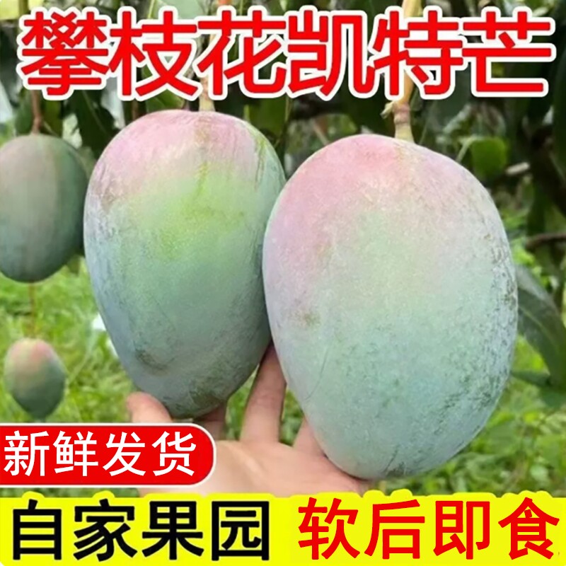 攀枝花凯特芒果 当季现摘肉厚多汁
