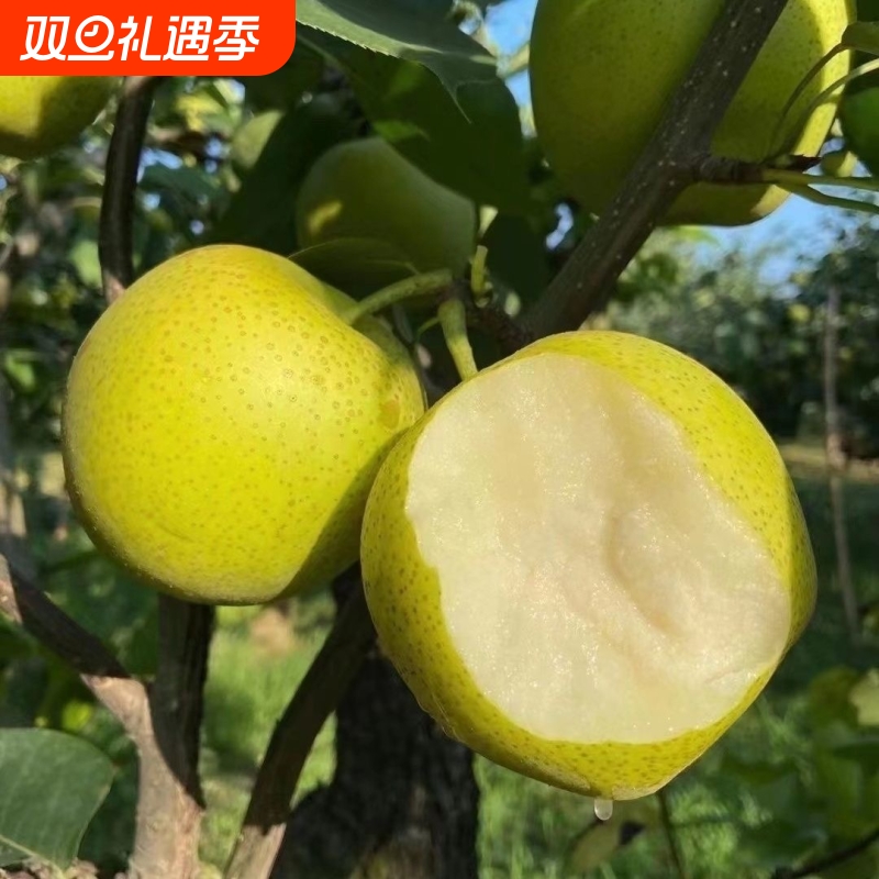 安徽砀山梨子新鲜青皮当季水果翠玉梨苹果梨皇冠梨翠冠梨蜜梨