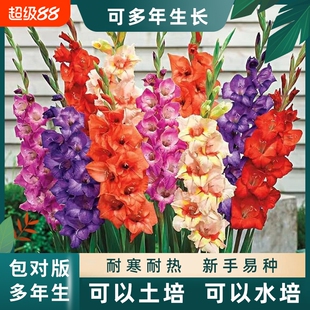 重瓣剑兰唐菖蒲小苍兰种球多年生植物庭院阳台盆栽耐寒热花卉绿植