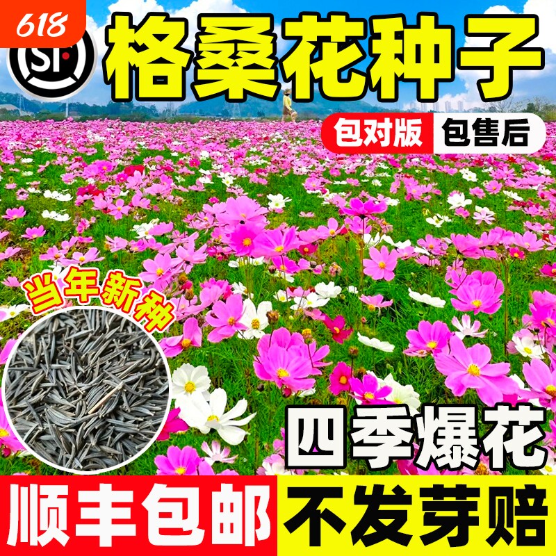 格桑花波斯菊庭院花卉野花组合适合四季播种开花种子牵牛花二月