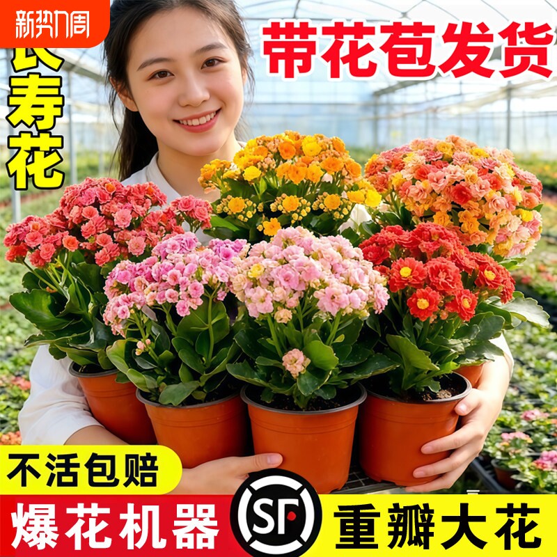 优选复瓣长寿花盆栽重瓣特大A花苗好养易活室内花卉植物四季开.