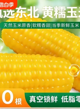 无添加东北黄糯玉米10支装甜糯玉米棒黏玉米早餐粗粮真空香甜新鲜
