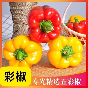新鲜生吃水果甜椒新鲜直发红黄混打椒灯笼椒太空椒新鲜脆甜