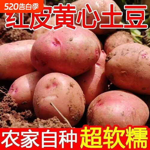 农家自种红皮土豆现挖黄心沙面大土豆老品种新鲜蔬菜土豆洋芋批发