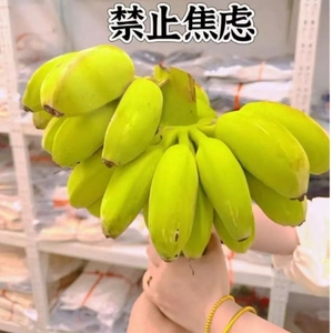 整串水培香蕉花禁止蕉绿新鲜真芭蕉香蕉焦虑插花拒绝蕉绿观赏绿植