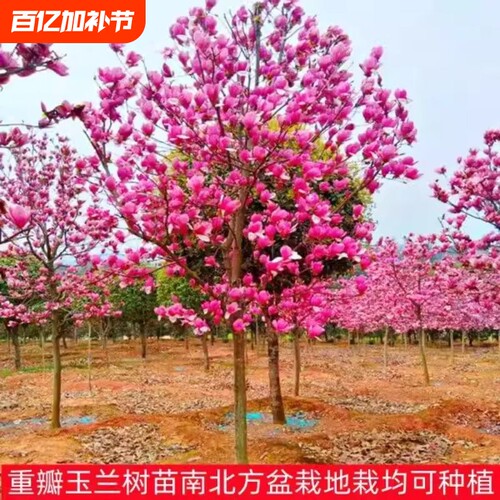 玉兰花树苗带花苞红白紫玉兰树室外矮化庭院四季花卉盆栽绿化大树