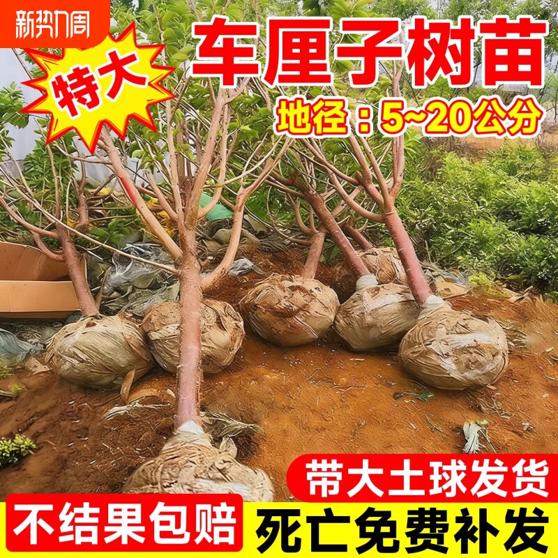 特大车厘子树苗嫁接大樱桃树南方北方四季种植庭院别墅水果树果苗