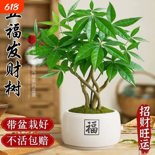 发财树盆栽室内客厅绿植树招财旺运四季常青植物盆景办公室办公桌