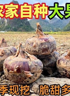 广西荔浦马蹄荸荠5斤脆甜多汁