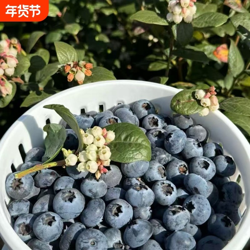 云南花香蓝莓当季新鲜水果高山脆甜老树蓝莓新鲜直达到家,水产肉类/新鲜蔬果/熟食,蓝莓,淘宝优惠券,粉丝福利购,淘宝优惠卷