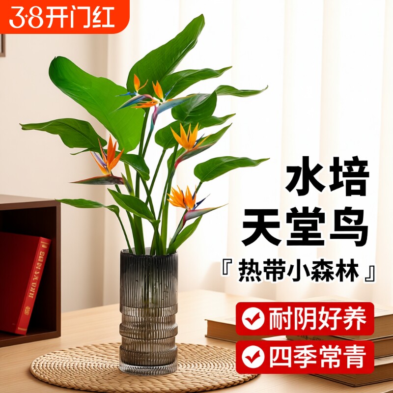 水培天堂鸟盆栽花卉植物室内客厅绿植桌面鹤望兰四季好养活吸甲醛