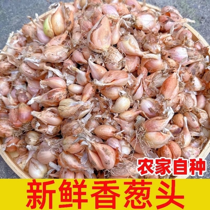 正宗四季香葱头阳台种植榨油特香