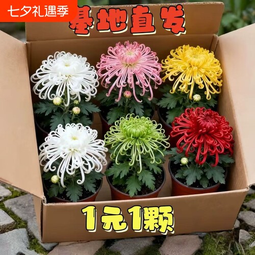 大菊花苗好养开花四季菊花苗盆栽重瓣九月大菊花盆栽阳台室内庭院