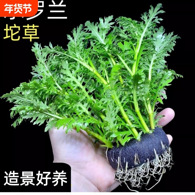水罗兰坨草鱼缸造景真水草植物带根阴性新手懒人好养入门净水增氧