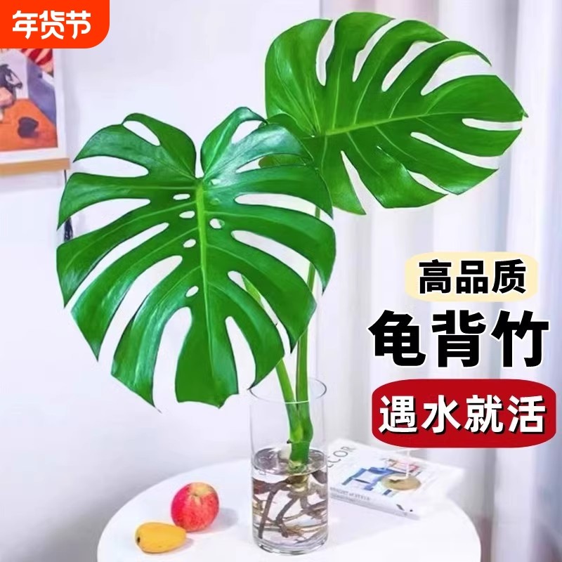 龟背竹水培盆栽老桩植物吸甲醛绿萝大叶富贵竹室内客厅绿植好养