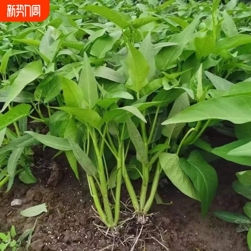 正宗高产三叉空心菜种籽速生通心菜种子四季阳台盆栽菜园蔬菜种子