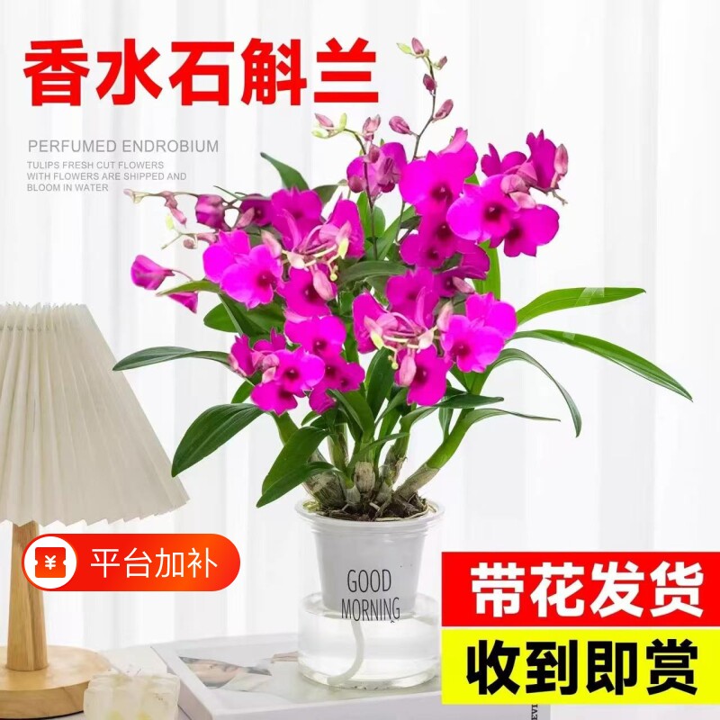 香水石斛兰盆栽带花苞兰花卉室内水培植物四季开花好养绿植客厅