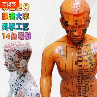 针灸穴位人体模型中医经络小铜人十二经络人体模型男女全身穴位人针灸穴位软质人体穴位12经络