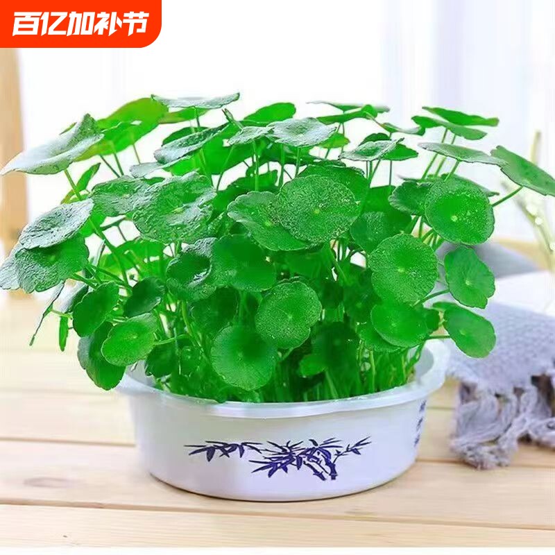 水培铜钱草招财植物带叶金钱草办公桌面盆栽室内水养土培绿植花卉