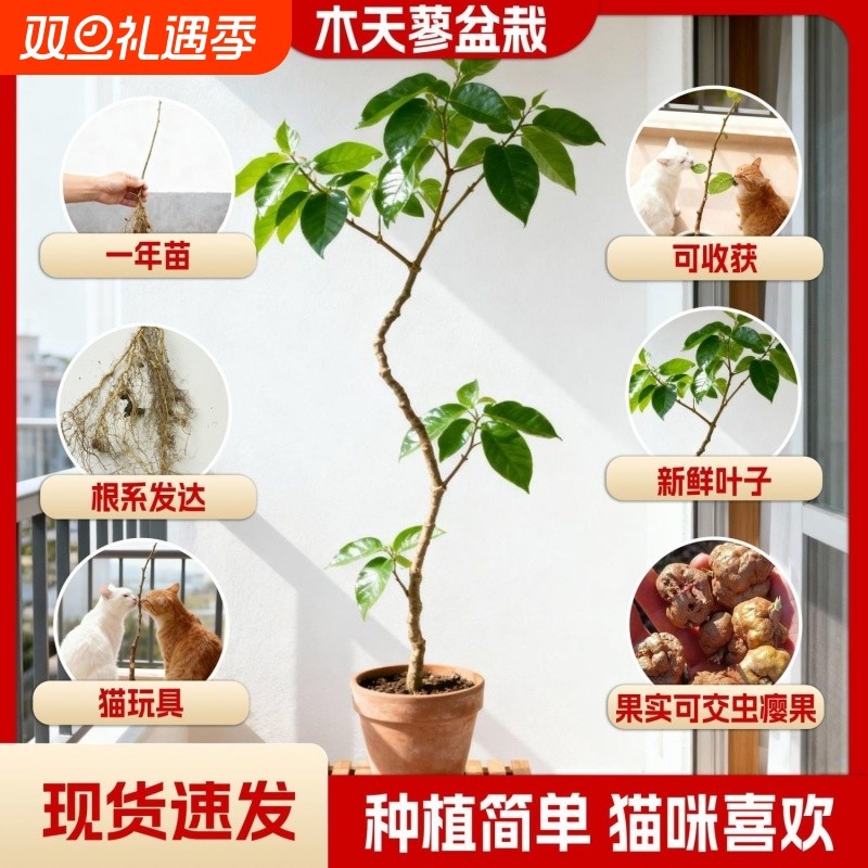 真木天蓼新鲜盆栽树苗猫玩具磨牙棒解压自嗨解闷玩具猫薄荷幼苗