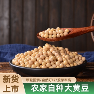 黄豆种子早黄豆种子农家自种大豆种子特大高产早熟抗病