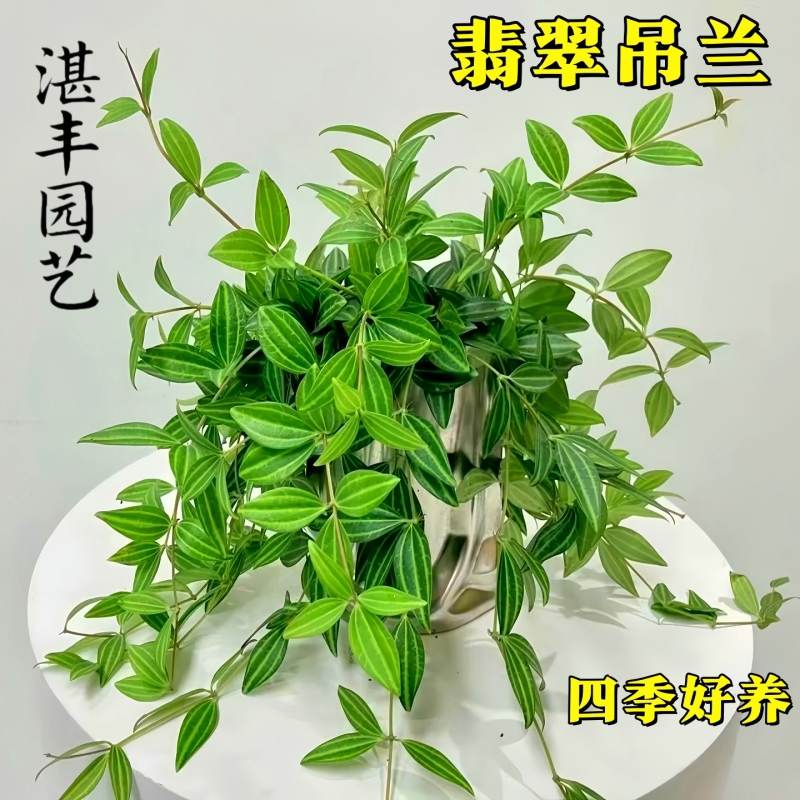 吊兰钻石翡翠盆栽四季好养室内桌面水培绿植垂吊花卉观叶植物阳台