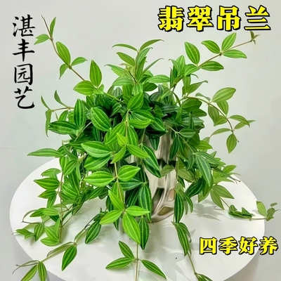吊兰钻石翡翠盆栽四季好养室内桌面水培绿植垂吊花卉观叶植物阳台