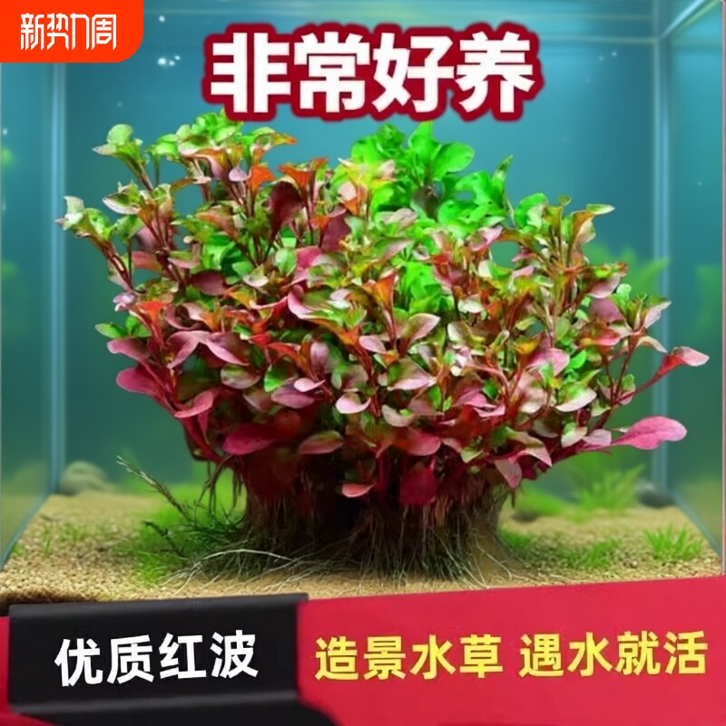 红波水草红色后景水草植物龟鱼缸造景无需二氧化碳懒人沉底淡水草
