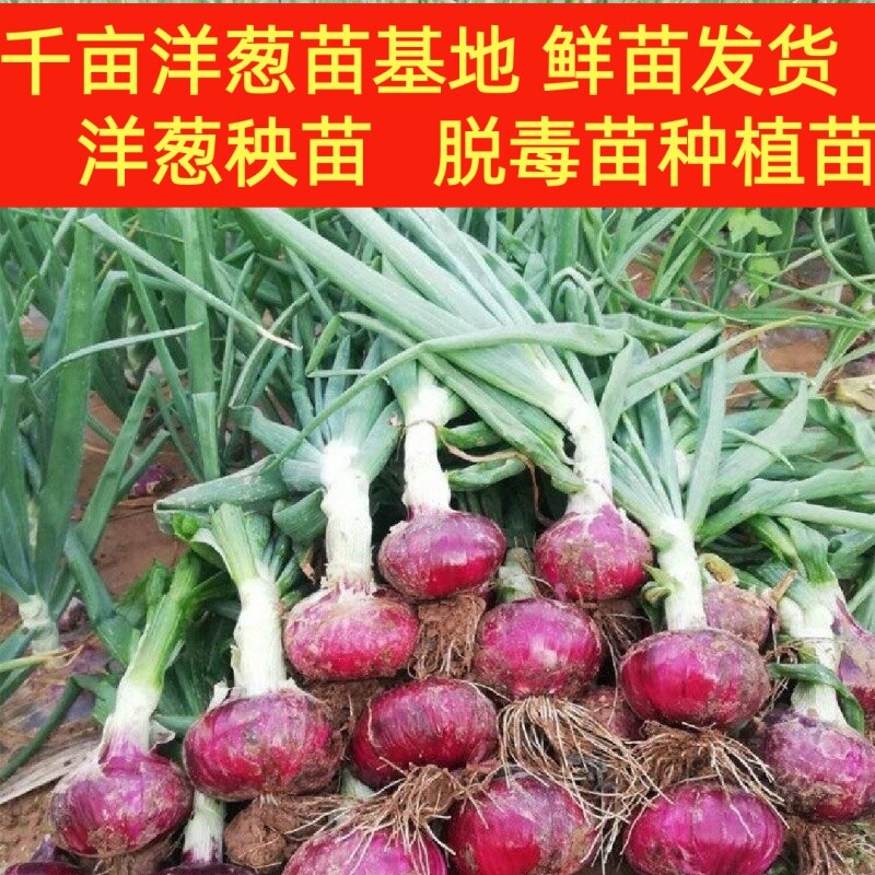 【基地直发鲜苗】紫皮水果洋葱苗秧苗红皮黄皮种植苗圆葱头栽种苗