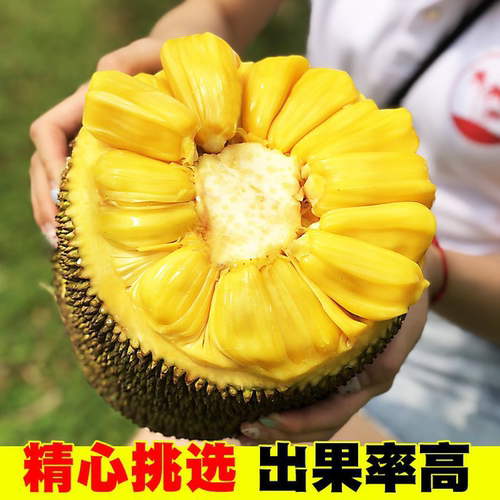 冠町海南黄肉菠萝蜜整个大果