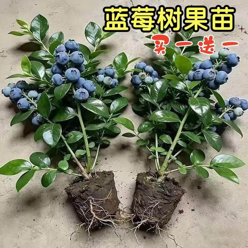 蓝莓树果苗盆栽蓝梅苗特大号带果室内阳台地栽耐寒南北方四季结果