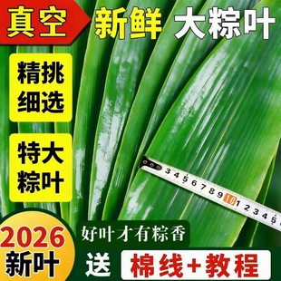 粽子叶棕叶新鲜大号包粽子专用的叶子家用