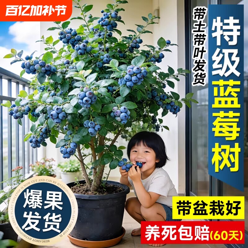 蓝莓树果苗盆栽特大号花香蓝莓苗植物室内阳台四季南北方种植果树