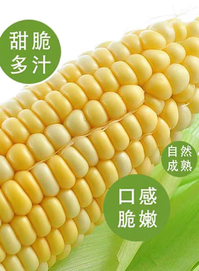 云南金银水果玉米5斤新鲜现摘爆浆甜玉米苞谷棒子即食嫩蔬菜孕妇