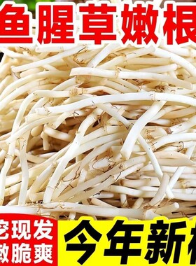 农家自种新鲜现挖鱼腥草折耳根猪鼻孔节儿根土特产蔬菜拌香菜即食