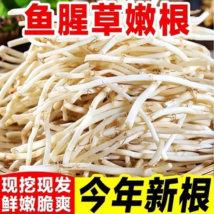 农家自种新鲜现挖鱼腥草折耳根猪鼻孔节儿根土特产蔬菜拌香菜即食