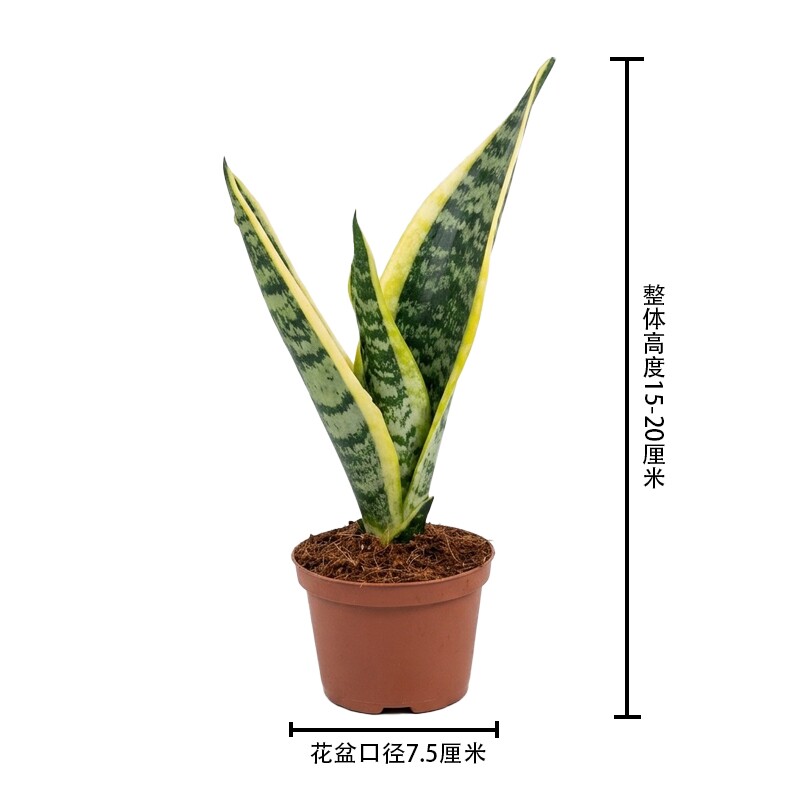 金边虎皮兰盆栽吸甲醛多肉绿植物办公室内花卉虎尾兰客厅北阳台