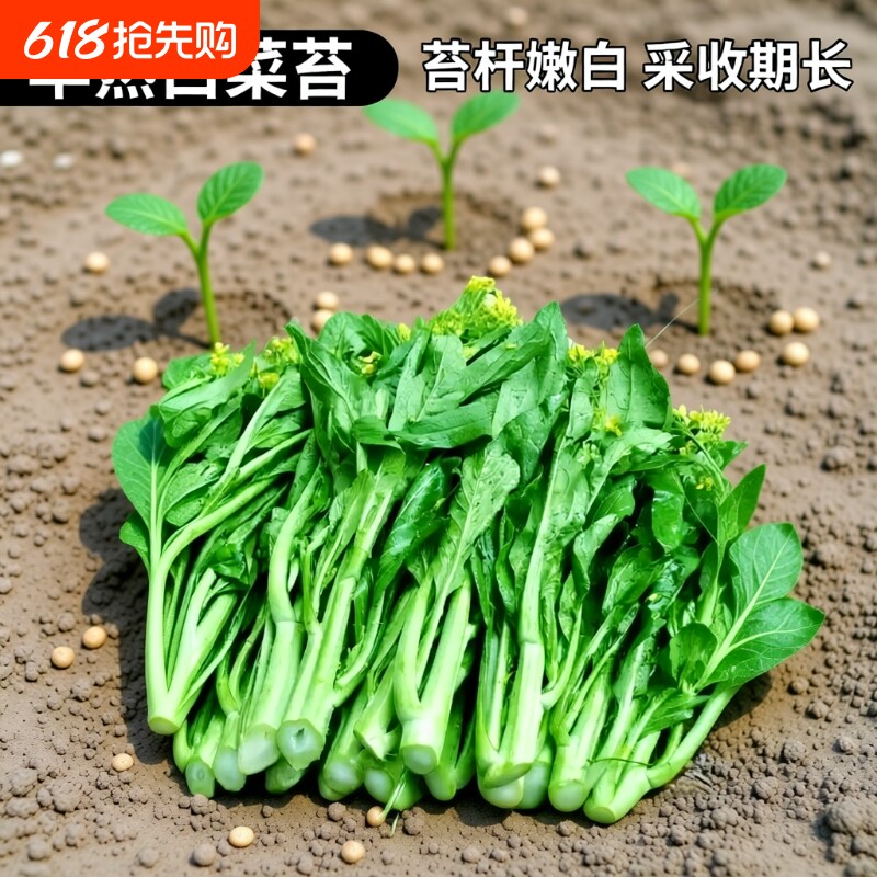 种子四季奶油白菜菜心蔬菜空心菜鸡毛菜三叉玉米芸豆茼蒿小香葱